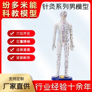Tarpvalstybinės Geriausiai Parduodamų Žmogaus Akupunktūra Modelis Meridian Acupoint Akupunktūra Serijos Vyrų Balta Kinų Medicinos Mokymo Režimas